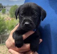 Hydro, a male Labrador Retriever for sale in Colorado Springs, CO – 1 of 6