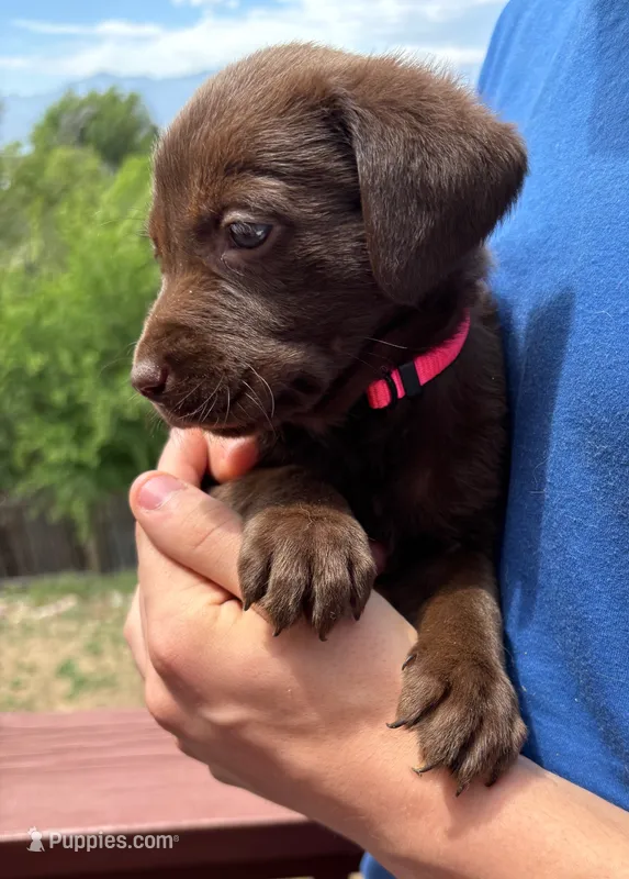 Beryll – Labrador Retriever puppy for sale in Colorado Springs, CO