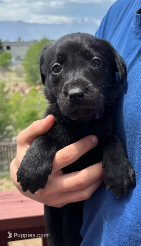 Indigo – Labrador Retriever puppy for sale in Colorado Springs, CO