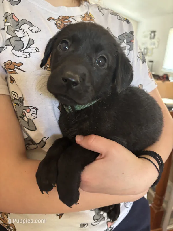 Helium – Labrador Retriever puppy for sale in Colorado Springs, CO