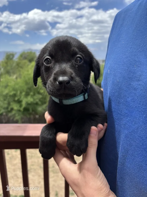Helium – Labrador Retriever puppy for sale in Colorado Springs, CO