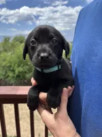 Helium, a female Labrador Retriever for sale in Colorado Springs, CO – 1 of 6
