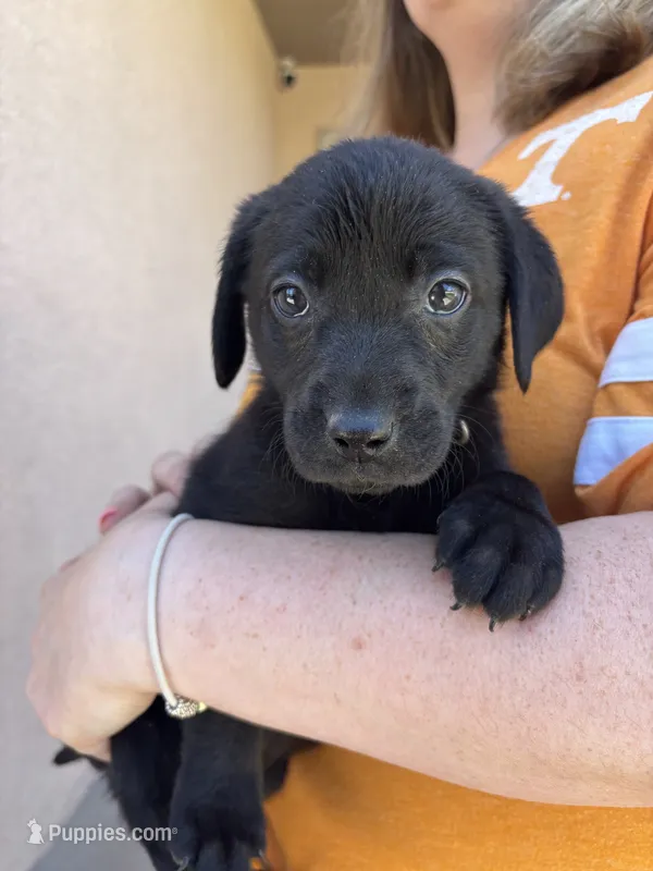 Magnesium (Maggie) – Labrador Retriever puppy on hold in Colorado Springs, CO