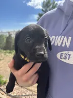 Magnesium (Maggie), a female Labrador Retriever for sale in Colorado Springs, CO – 2 of 7
