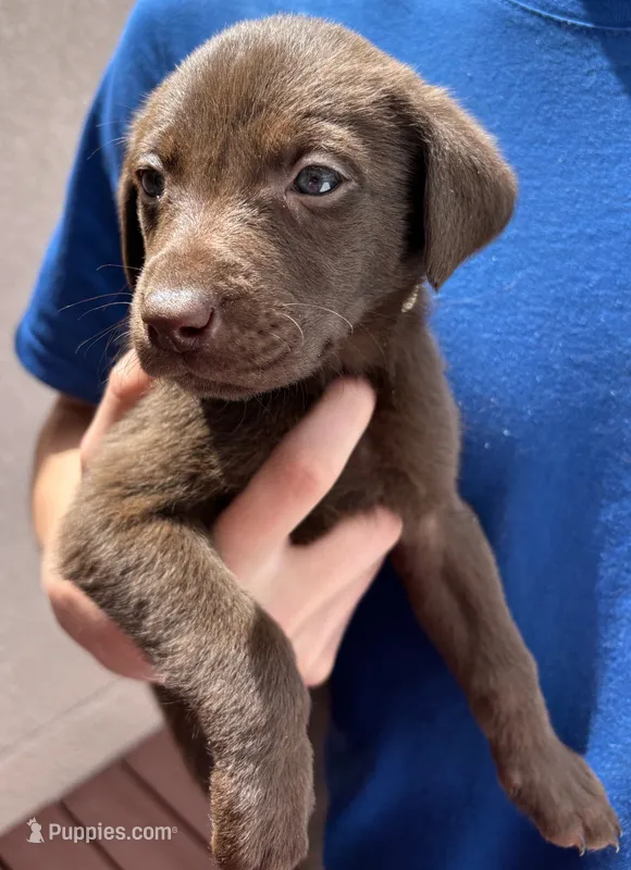 Copper – Labrador Retriever puppy for sale in Colorado Springs, CO