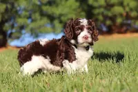 Max, a male Cockapoo for sale in Millersburg, OH – Photo 7 of 10