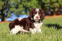 Max, a male Cockapoo for sale in Millersburg, OH – Photo 6 of 10