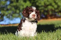 Max, a male Cockapoo for sale in Millersburg, OH – Photo 10 of 10