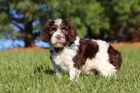Max, a male Cockapoo for sale in Millersburg, OH – Photo 3 of 10