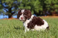 Max, a male Cockapoo for sale in Millersburg, OH – Photo 5 of 10
