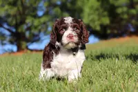 Max, a male Cockapoo for sale in Millersburg, OH – Photo 9 of 10