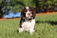 Max, a male Cockapoo for sale in Millersburg, OH – Photo 8 of 10
