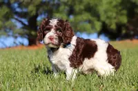 Max, a male Cockapoo for sale in Millersburg, OH – Photo 2 of 10