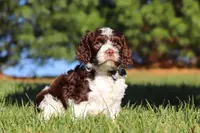 Max, a male Cockapoo for sale in Millersburg, OH – Photo 4 of 10