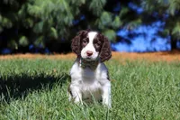 Irene, a female English Springer Spaniel for sale in Millersburg, OH – Photo 5 of 7