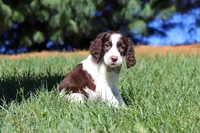 Irene, a female English Springer Spaniel for sale in Millersburg, OH – Photo 3 of 7