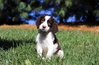 Irene, a female English Springer Spaniel for sale in Millersburg, OH – Photo 2 of 7