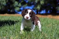 Irene, a female English Springer Spaniel for sale in Millersburg, OH – Photo 6 of 7