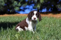 Irene, a female English Springer Spaniel for sale in Millersburg, OH – Photo 7 of 7