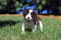 Irene, a female English Springer Spaniel for sale in Millersburg, OH – Photo 1 of 7