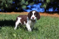 Irene, a female English Springer Spaniel for sale in Millersburg, OH – Photo 4 of 7