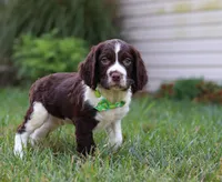 Rambo, a male English Springer Spaniel for sale in Millersburg, OH – Photo 3 of 5