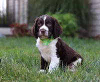Rambo, a male English Springer Spaniel for sale in Millersburg, OH – Photo 5 of 5