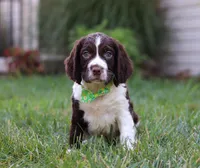 Rambo, a male English Springer Spaniel for sale in Millersburg, OH – Photo 1 of 5