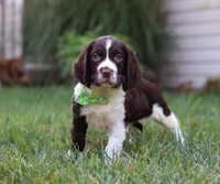 Rambo, a male English Springer Spaniel for sale in Millersburg, OH – Photo 4 of 5