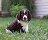 Rambo, a male English Springer Spaniel for sale in Millersburg, OH – Photo 2 of 5