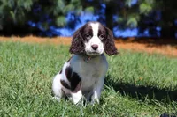 Kelly, a female English Springer Spaniel for sale in Millersburg, OH – Photo 5 of 6