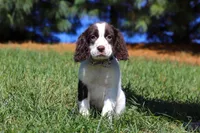 Kelly, a female English Springer Spaniel for sale in Millersburg, OH – Photo 1 of 6