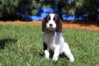 Kelly, a female English Springer Spaniel for sale in Millersburg, OH – Photo 4 of 6
