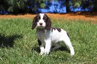 Kelly, a female English Springer Spaniel for sale in Millersburg, OH – Photo 3 of 6