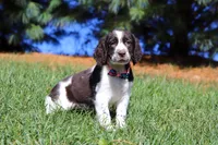 Kelly, a female English Springer Spaniel for sale in Millersburg, OH – Photo 6 of 6