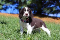 Kelly, a female English Springer Spaniel for sale in Millersburg, OH – Photo 2 of 6