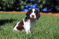 Jayden, a male English Springer Spaniel for sale in Millersburg, OH – Photo 2 of 5
