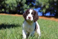 Jayden, a male English Springer Spaniel for sale in Millersburg, OH – Photo 1 of 5