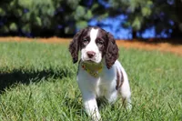 Jayden, a male English Springer Spaniel for sale in Millersburg, OH – Photo 4 of 5
