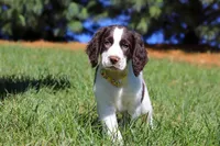 Jayden, a male English Springer Spaniel for sale in Millersburg, OH – Photo 5 of 5