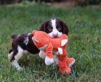 Bodie, a male English Springer Spaniel for sale in Millersburg, OH – Photo 6 of 7