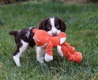 Bodie, a male English Springer Spaniel for sale in Millersburg, OH – Photo 5 of 7