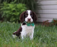Bodie, a male English Springer Spaniel for sale in Millersburg, OH – Photo 1 of 7