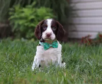 Bodie, a male English Springer Spaniel for sale in Millersburg, OH – Photo 2 of 7