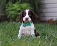 Bodie, a male English Springer Spaniel for sale in Millersburg, OH – Photo 3 of 7