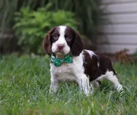 Bodie, a male English Springer Spaniel for sale in Millersburg, OH – Photo 4 of 7