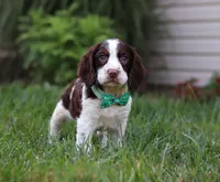 Bodie, a male English Springer Spaniel for sale in Millersburg, OH – Photo 7 of 7