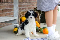 Benji, a male Cavapoo for sale in Millersburg, OH – Photo 6 of 7