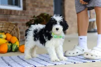 Benji, a male Cavapoo for sale in Millersburg, OH – Photo 5 of 7