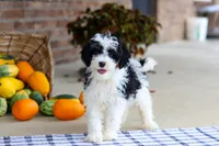 Benji, a male Cavapoo for sale in Millersburg, OH – Photo 7 of 7